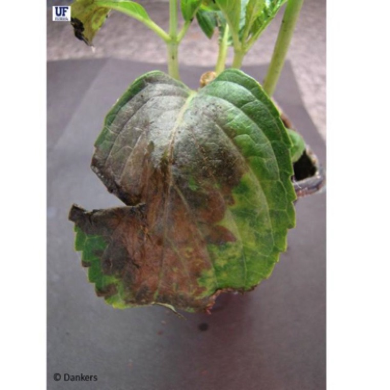 The brown lesions can become very large and can cover the entire surface of the leaf in case of severe infection